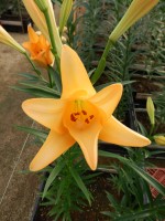 [5641 VH71 No02.JPG]